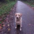 https://de.holidog.com/ImagesPetSitters/007B6621-1BAF-46E2-8E5D-5CC4CE54F20C_square_120.jpg Hundeliebe-211380-1