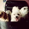 https://de.holidog.com/ImagesPetSitters/0093B092-01B7-4D46-ABA8-2F6BD9DD548C_square_120.jpg Tiere-sind-Liebe-46397-3