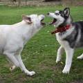 https://de.holidog.com/ImagesPetSitters/0210EBA8-6C0B-49BD-965D-9F1A53962DC6_square_120.jpg Tierhimmel-66054-3