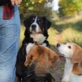 https://de.holidog.com/ImagesPetSitters/042FB90E-FC22-4A67-8ADF-9CE118FB736A_square_120.jpg Ich-freu-mich-auf-Euch!-81371-1