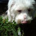 https://de.holidog.com/ImagesPetSitters/08963F03-0341-4227-B80B-F222EE46AA56_square_120.jpg Betreuung-mit-Herz-12318-1