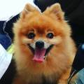 https://de.holidog.com/ImagesPetSitters/0C7C60D2-375D-44AF-A3A1-412AC146B5A9_square_120.jpg Dogwalker-87172-0