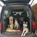 https://de.holidog.com/ImagesPetSitters/0F3DF416-129C-4135-943A-B485D3E515A6_square_120.jpg AnimalLove-41217-1