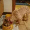 https://de.holidog.com/ImagesPetSitters/10F40B98-3158-4DF7-A5A7-295D76E2B480_square_120.jpg Hundeservice-Deluxe-:)--20245-3