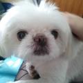https://de.holidog.com/ImagesPetSitters/13950E50-2C43-4680-A942-48C6D30F47D1_square_120.jpg 8427-2