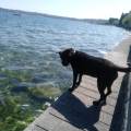 https://de.holidog.com/ImagesPetSitters/1CBF2723-9444-470C-8495-726BA776EDD4_square_120.jpg Hundebetreuung-mit-Herz--255682-2