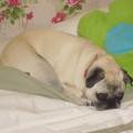 https://de.holidog.com/ImagesPetSitters/1EF6FA06-2019-4607-BE5B-6409487CC7B3_square_120.jpg Ein-<3-für-Tiere-33457-0