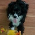 https://de.holidog.com/ImagesPetSitters/2087FF26-F0F6-4588-B48E-743754AC0ECD_square_120.jpg 10072-2