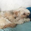 https://de.holidog.com/ImagesPetSitters/2445D136-6EBF-4BF4-BB82-F357125269CB_square_120.jpg Wohl-fühl-Paradies-für-alle-Hunde--63484-0
