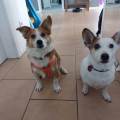 https://de.holidog.com/ImagesPetSitters/283AE348-9F06-42BE-B03A-4ACB76419B4A_square_120.jpg Hundeliebe-211380-3