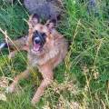 https://de.holidog.com/ImagesPetSitters/293344B6-162B-419A-A807-5F8632CABCD0_square_120.jpg Urlaubsbetreuung-mit-Hundeverstand-261858-0