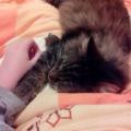 https://de.holidog.com/ImagesPetSitters/2A4C4703-EFA6-48F6-87D8-E2CEB1958C7B_square_120.jpg Hundeservice-Deluxe-:)--20245-2