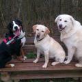 https://de.holidog.com/ImagesPetSitters/2D01C2EF-20A9-4741-B9DB-EAE8BF685EC2_square_120.jpg liebevolle,-individuelle-Betreuung--6402-1