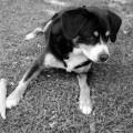 https://de.holidog.com/ImagesPetSitters/2E6AD637-DB9D-4695-B3E7-1B0C2C3FCAB0_square_120.jpg Tierliebe-Jurastudentin--21712-0
