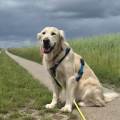 Dog-Sitter-mit-Herz--99811-1