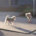 https://de.holidog.com/ImagesPetSitters/341CBA11-0DBB-46B8-85E3-428C18D3C0C2_square_120.jpg 1662-0