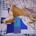 https://de.holidog.com/ImagesPetSitters/357098EC-AFDD-4DD3-87ED-36D84FE35DF6_square_120.jpg Weil-ich-hunde-Liebe-118411-2