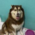 💕-Cuddles-&-Wagging-Tails-271598-2