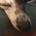 https://de.holidog.com/ImagesPetSitters/3AA590A0-DD83-4380-AF09-E2B39C8D3887_square_120.jpg Liebesüberschuss-an-Hunde-abzugeben-34588-1