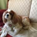 https://de.holidog.com/ImagesPetSitters/3BB9E949-CC5E-4CF2-B7C1-45F91385D342_square_120.jpg Mein-bester-Freund-auf-vier-Pfoten--71501-1