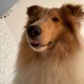 https://de.holidog.com/ImagesPetSitters/3CC33AE9-5630-4D05-A404-D66B57F5911C_square_120.jpg Mit-Herz-–-Hundeausführerin-258141-0