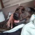 https://de.holidog.com/ImagesPetSitters/3F0E9275-7668-4AC4-A087-19F5F8A5D4F2_square_120.jpg Hundebetreuung-mit-Herz--255682-0