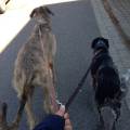 https://de.holidog.com/ImagesPetSitters/3F9AB652-CD5B-4054-AB9D-B82060DF0325_square_120.jpg Tiere-gehörten-zur-Familie-22021-2