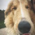 https://de.holidog.com/ImagesPetSitters/42089D0A-0907-4AC5-92E9-4973A8083D2D_square_120.jpg Mit-Herz-–-Hundeausführerin-258141-3