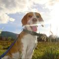 https://de.holidog.com/ImagesPetSitters/481CB480-1FE6-41A4-B438-A49157BAA828_square_120.jpg 4881-0
