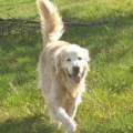 Gassi-gehen-am-Sandstrand--266211-3