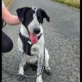 https://de.holidog.com/ImagesPetSitters/4D26E46F-D353-4140-A71F-0A4C6BA29D94_square_120.jpg Tierliebe-Studentin--273805-1
