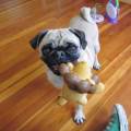 https://de.holidog.com/ImagesPetSitters/56B0C79E-DADA-4C9A-A7E0-7A28AA3A4613_square_120.jpg Ein-<3-für-Tiere-33457-2
