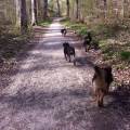 Ein-liebevolles-Paradies-für-Tiere-32696-2