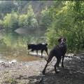 https://de.holidog.com/ImagesPetSitters/5CCD4975-602F-4658-ADDA-F9B4B4F92BE9_square_120.jpg Haus-mit-garten-neben-wald-256329-3