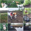 https://de.holidog.com/ImagesPetSitters/64C9F83F-4608-4BC1-9B8F-69670127C748_square_120.jpg Selbständige-Dogwalkerin-61802-0