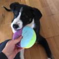 https://de.holidog.com/ImagesPetSitters/66FBB6D3-5F25-46E7-B412-60E32177314F_square_120.jpg Tierliebe-Studentin-mit-Erfahrung-78287-3