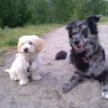 https://de.holidog.com/ImagesPetSitters/68CD0BD1-EAB2-48DD-82F4-D5ED9B012D6C_square_120.jpg Hundeparadies-1539-1