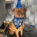 https://de.holidog.com/ImagesPetSitters/6A85AF5A-06FC-4C53-9D3B-729624AEF217_square_120.jpg Tierliebhaberin-66500-2