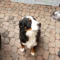 https://de.holidog.com/ImagesPetSitters/6C49FB29-9B33-4291-A67D-FCD7C2E05C44_square_120.jpg Tiere-als-perfekter-Ausgleich--83663-1