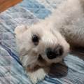 https://de.holidog.com/ImagesPetSitters/6F7F7562-9655-4F3D-8D1F-8D414FB58515_square_120.jpg 259036-3