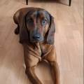 https://de.holidog.com/ImagesPetSitters/70052B81-CDEF-42B1-A81E-99F1F7D149B4_square_120.jpg Haus-mit-garten-neben-wald-256329-1