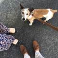 https://de.holidog.com/ImagesPetSitters/72CA9184-3B7B-4796-8019-086BCFCD125B_square_120.jpg Dogs-best-Buddy-72264-3