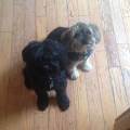https://de.holidog.com/ImagesPetSitters/79270F36-6CCB-47F4-97AE-D89D0F1E3D7A_square_120.jpg Tiere-als-perfekter-Ausgleich--83663-2