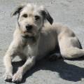 https://de.holidog.com/ImagesPetSitters/7AEC6DC2-399C-4F84-9C4D-5CCF89E001E4_square_120.jpg AnimalLove-41217-0