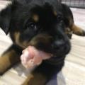 https://de.holidog.com/ImagesPetSitters/7C58E25E-8F60-4D30-8FA0-268C817E95A0_square_120.jpg LikeAdog-=)-12055-2
