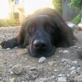 https://de.holidog.com/ImagesPetSitters/7EC091B9-CABD-4492-A88D-BB5F5B07764A_square_120.jpg Hundeurlaub-64881-3