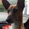https://de.holidog.com/ImagesPetSitters/80915E32-7CA1-47DB-8F59-1E331444688A_square_120.jpg Liebe-zum-Tier-63235-2