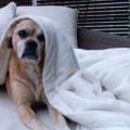 https://de.holidog.com/ImagesPetSitters/839CA9CB-36FF-4CA8-AC18-88E00E73609F_square_120.jpg Hundeliebe-70446-2
