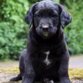 https://de.holidog.com/ImagesPetSitters/887F0CE1-4BB1-4C20-929D-EFE3B68E1393_square_120.jpg Wohl-fühl-Paradies-für-alle-Hunde--63484-3