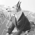 https://de.holidog.com/ImagesPetSitters/88D3477A-50A1-4F98-BF47-2429B9FDC1F7_square_120.jpg Ich-liebe-Hunde-14735-1